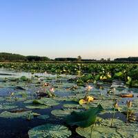 Anzali Lagoon